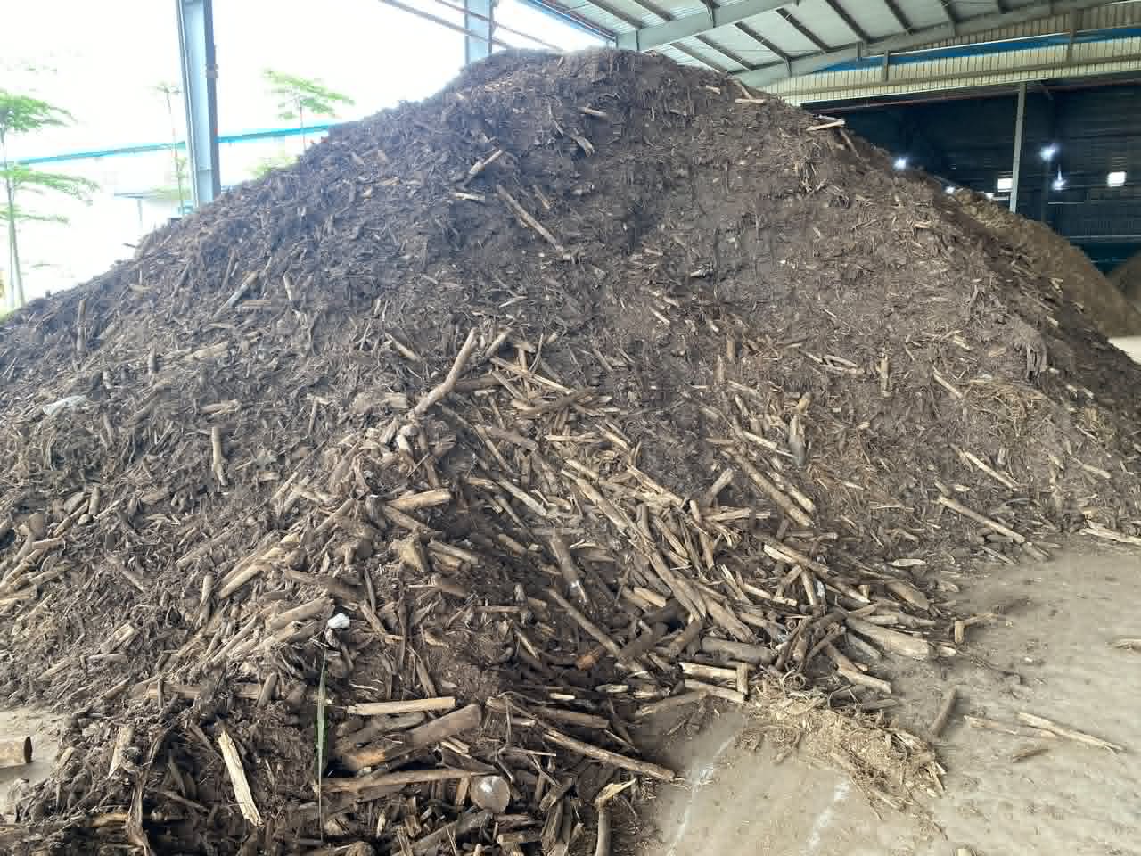 A stockpile of woody biomass chips at a processing facility