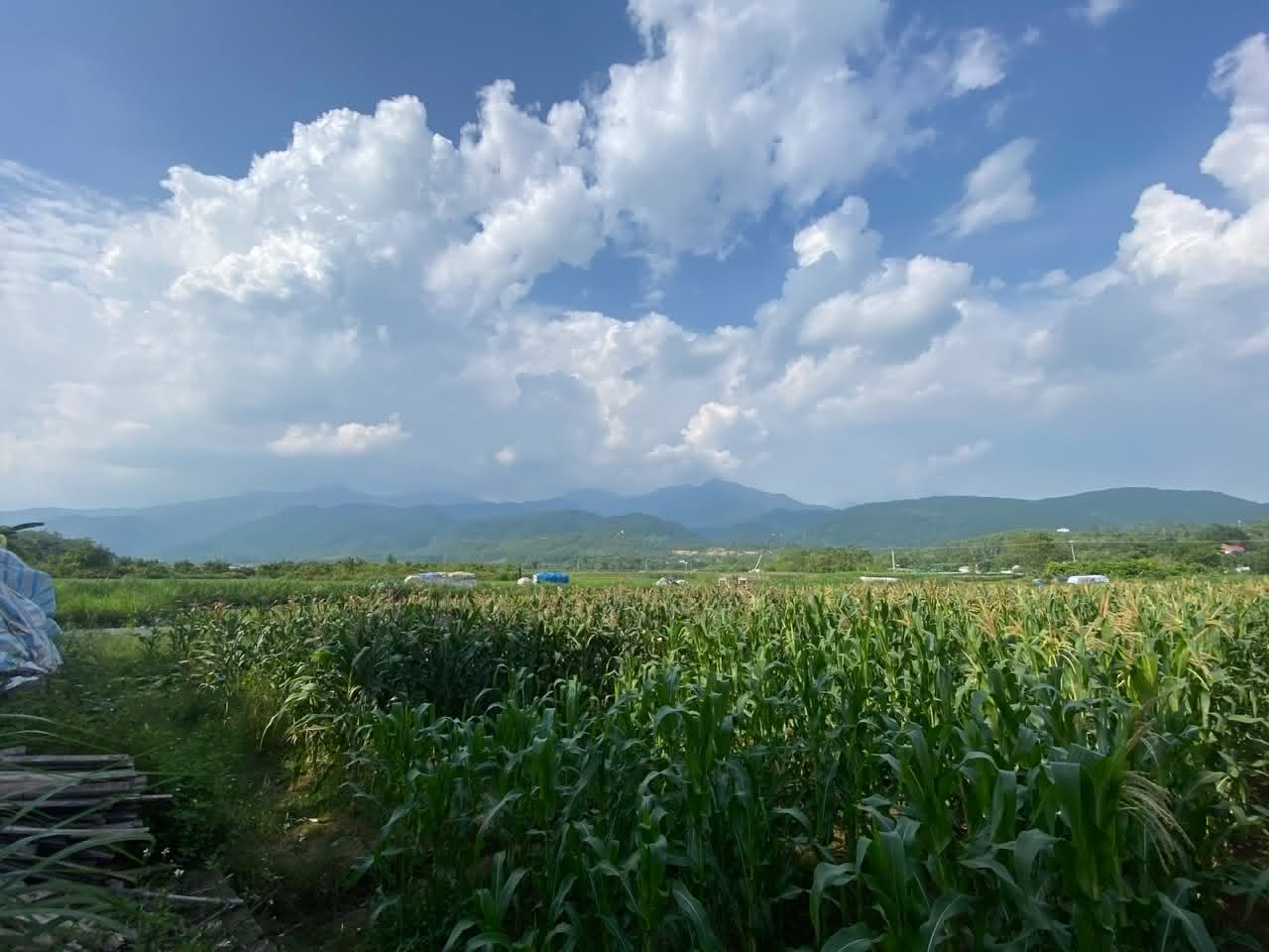 A green agricultural field beneath rolling hills