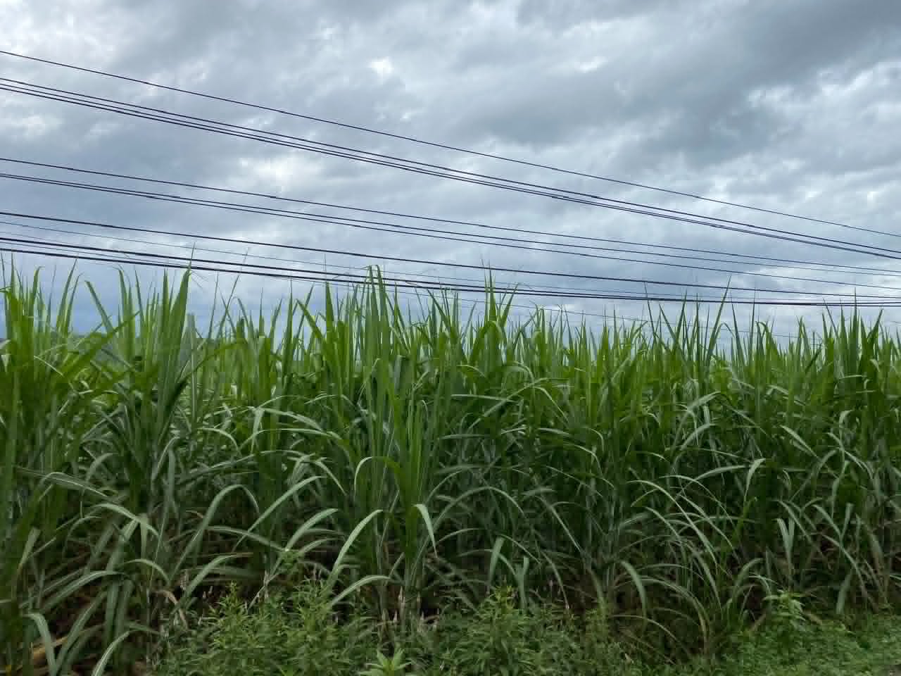 A sugarcane field, a source of agricultural biomass