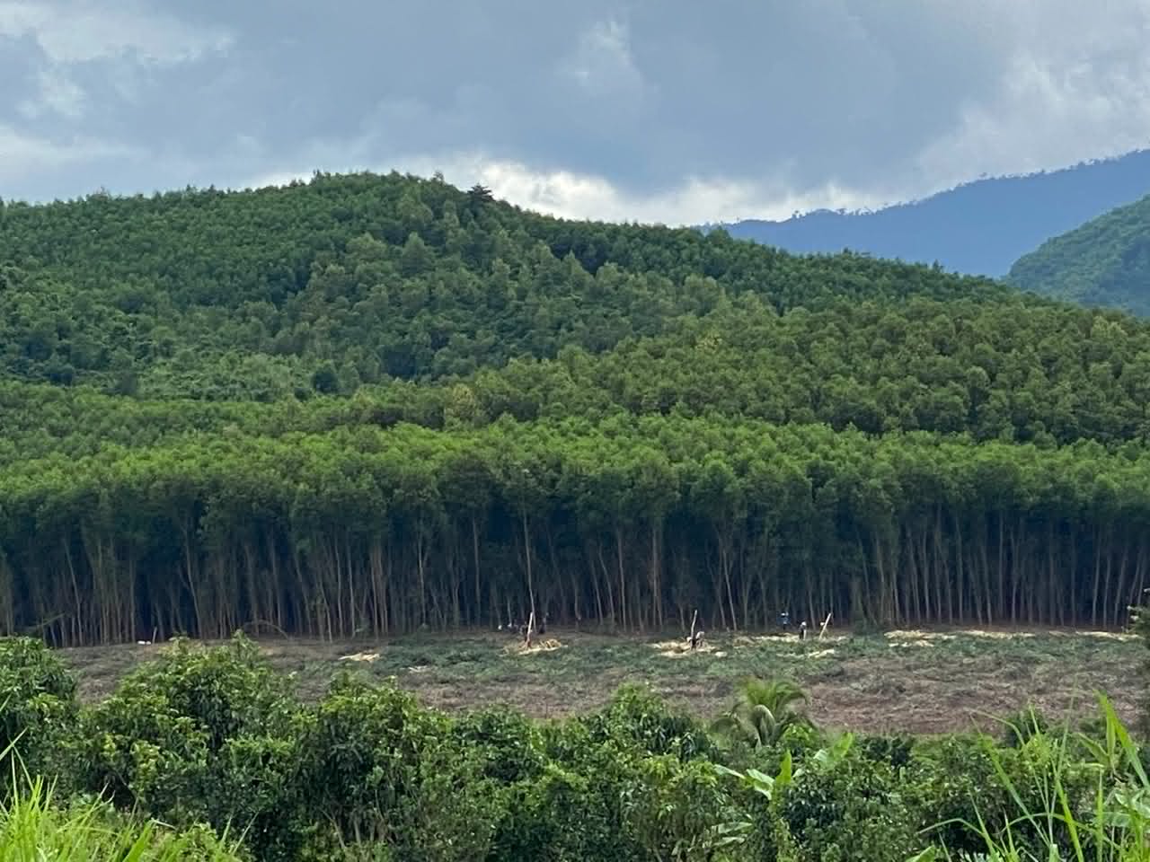 A dense green forestry plantation covering a hillside