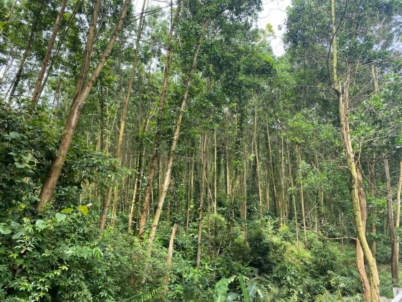 Managed acacia forestry plantation with tall, slender trunks