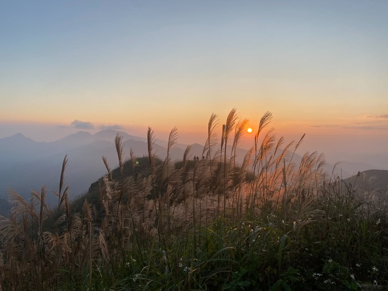 Golden biomass grasses glowing at sunset on a hillside