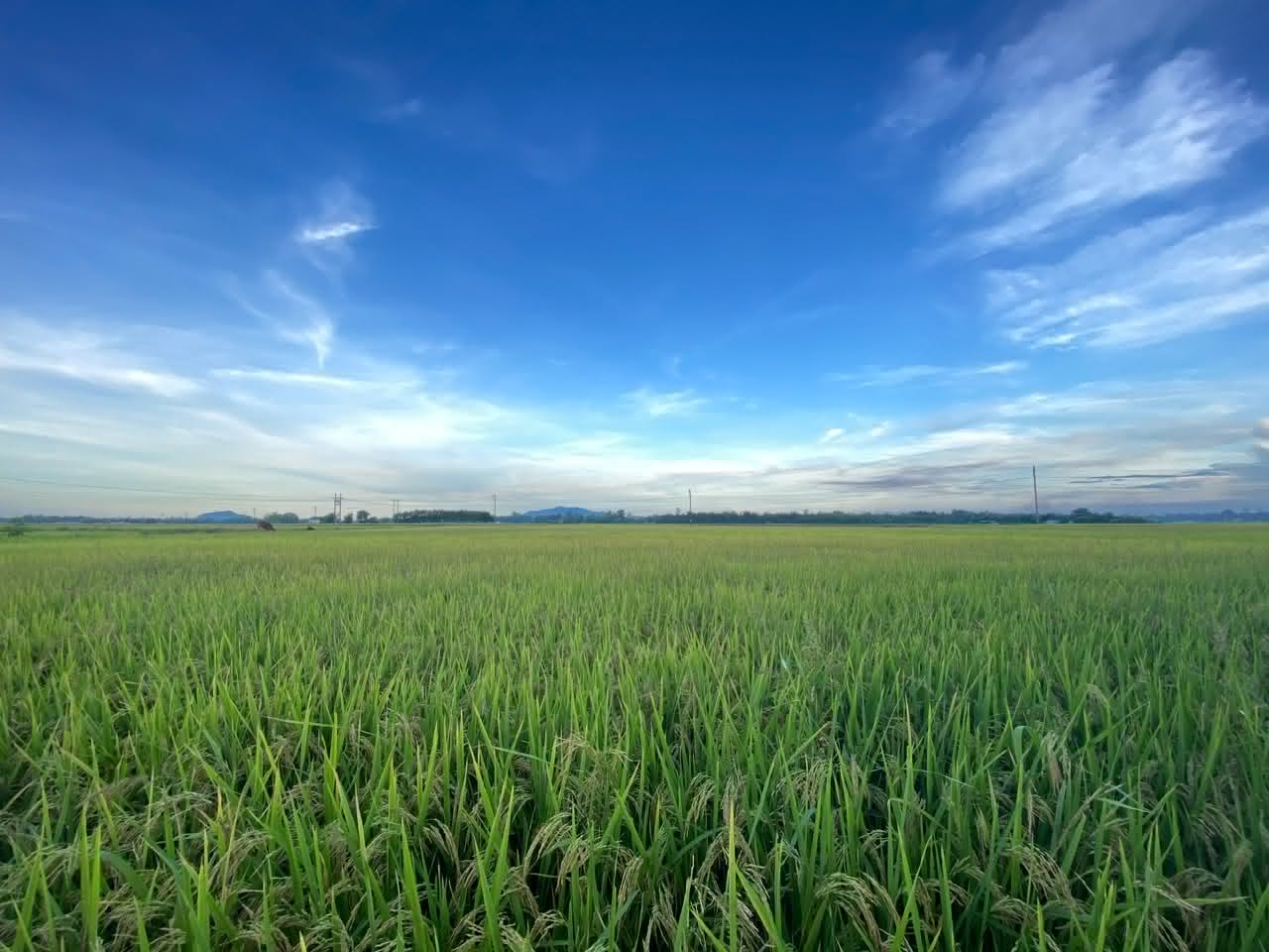 A vivid green rice paddy stretching toward distant hills