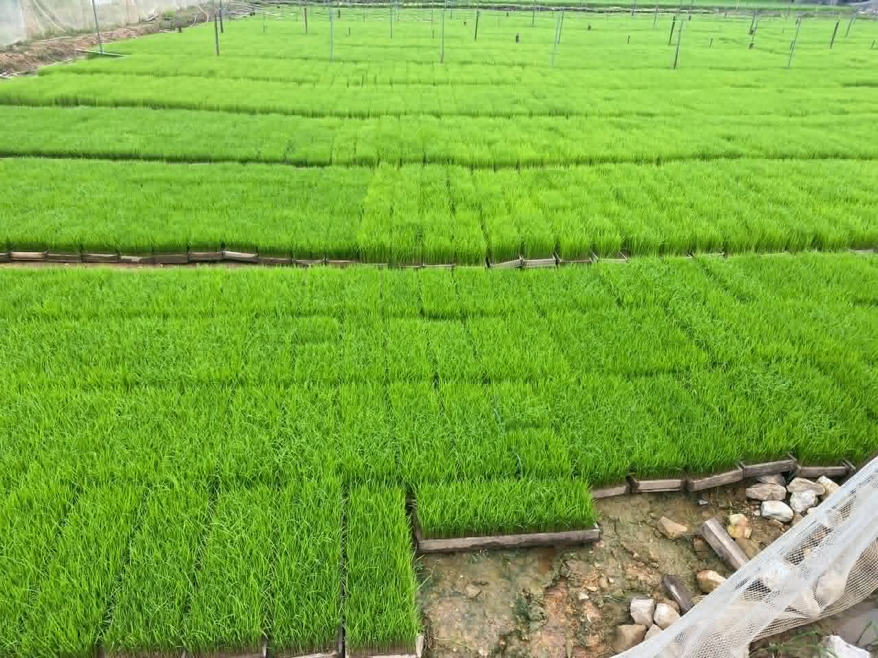 Vivid green rice seedlings growing in neat nursery rows